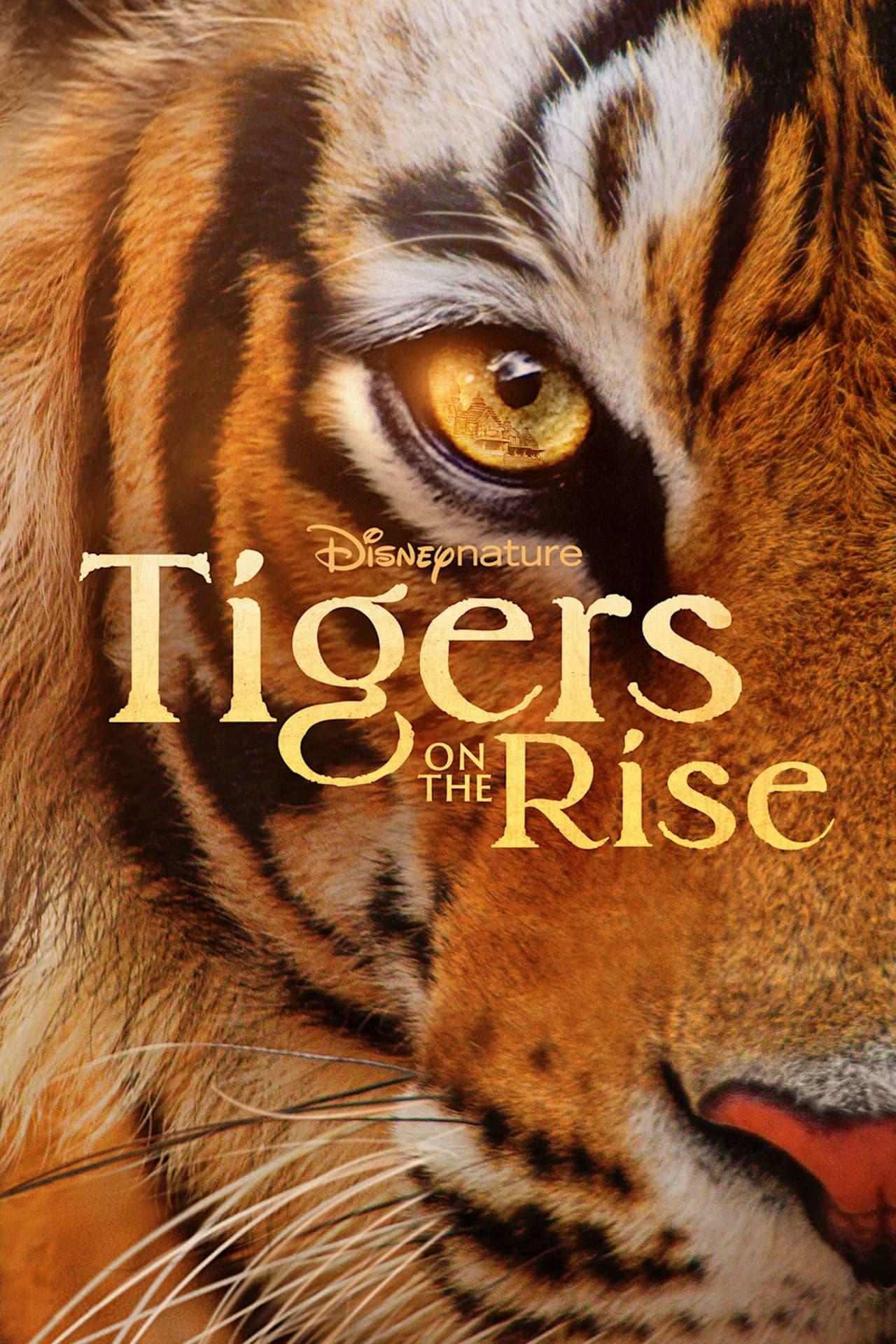Tigers on the Rise | awwrated | 你的 Netflix 避雷好幫手!