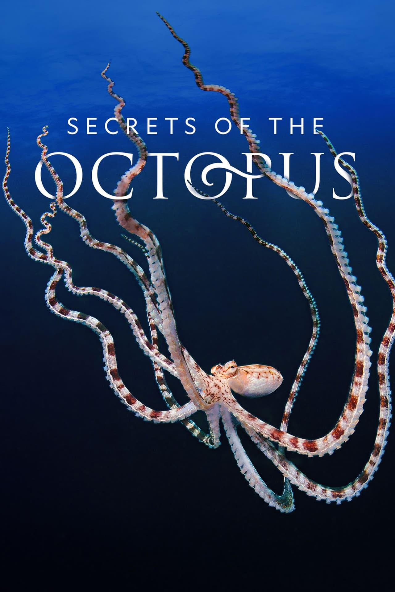 Secrets of the Octopus | awwrated | 你的 Netflix 避雷好幫手!